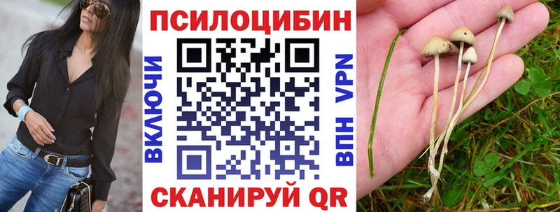 купить   Гуково  Псилоцибиновые грибы Psilocybe 